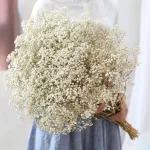 자연 신선한 말린 보존 꽃 Gypsophila paniculata, 결혼식 장식, 가정 장식을위한 아기의 호흡 꽃 꽃다발 선물 - 이미지 3