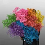 자연 신선한 말린 보존 꽃 Gypsophila paniculata, 결혼식 장식, 가정 장식을위한 아기의 호흡 꽃 꽃다발 선물 - 이미지 2